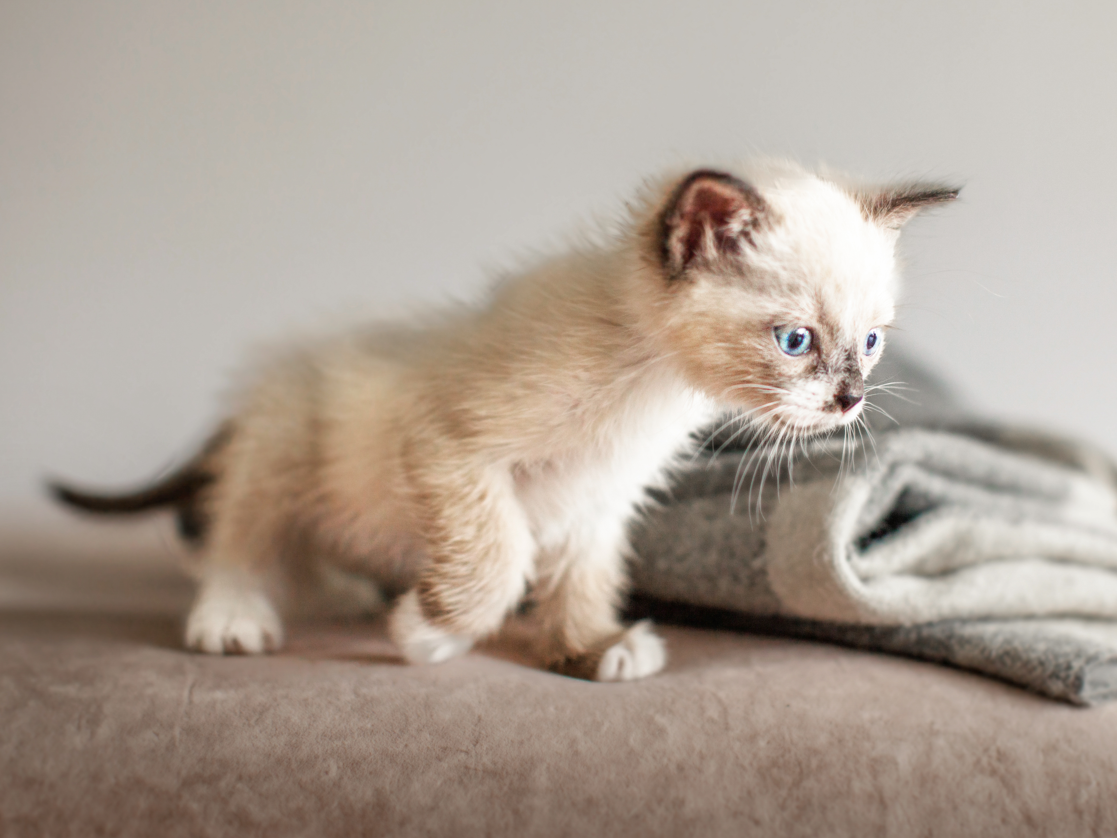Sacred Birman kitten standing on a bed next to a grey and white blanket