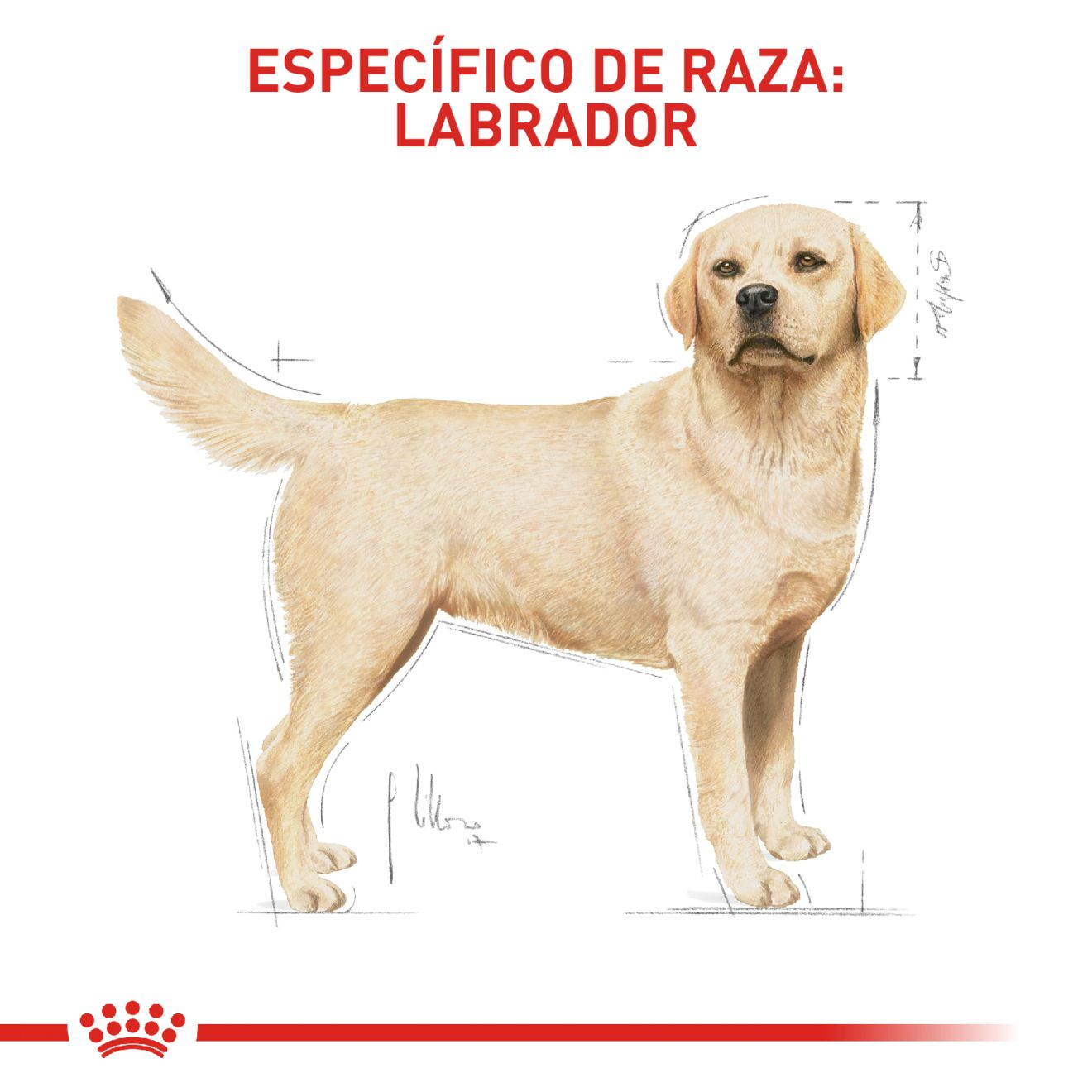 Labrador Retriever Adulto