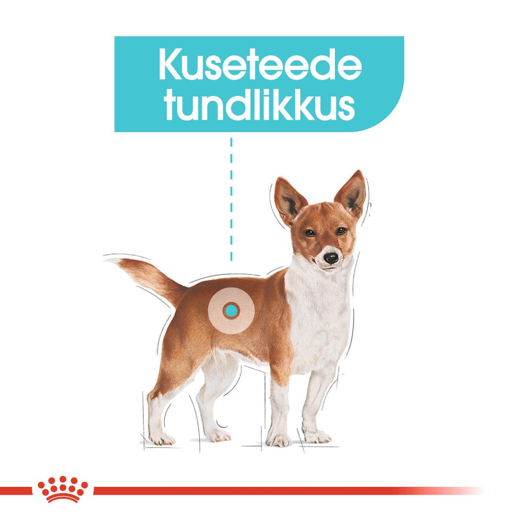 Royal Canin Mini Urinary Care kuivtoit