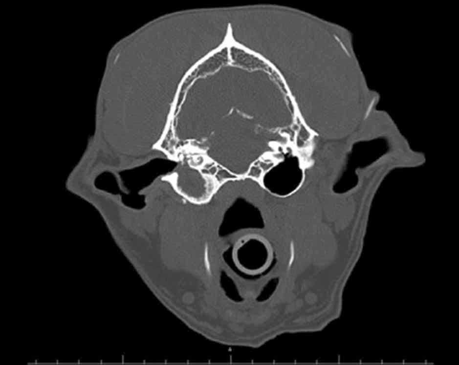 A transverse CT scan of a dog’s skull showing soft tissue or fluid within the right tympanic.