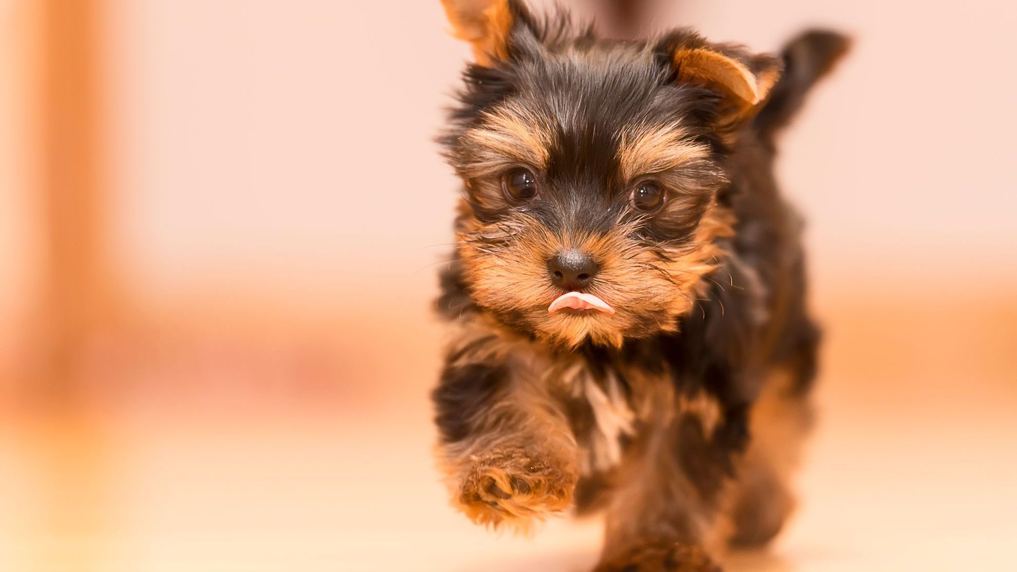 Szczeniak rasy yorkshire terrier w domu