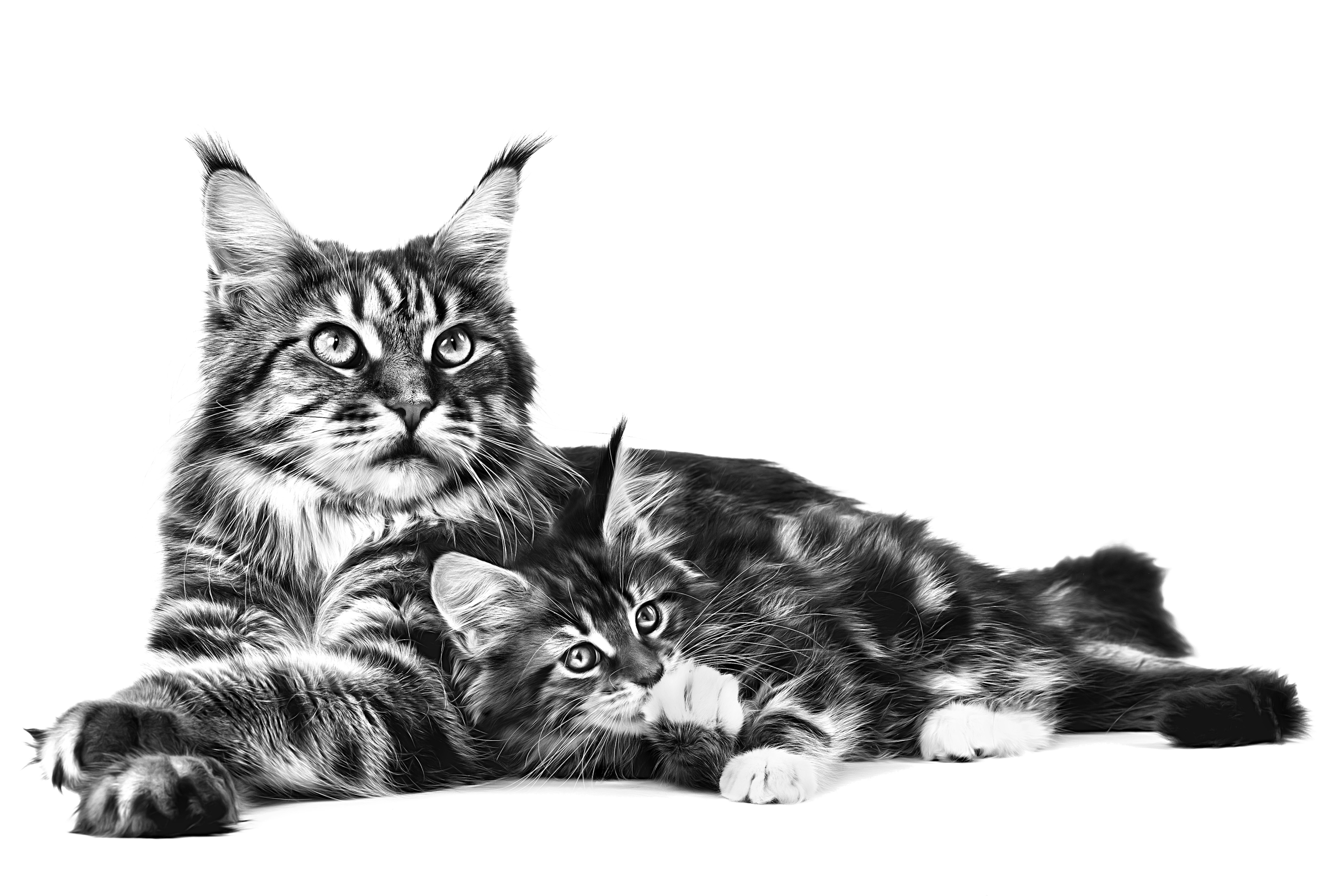 Кішка породи мейн-кун разом з своїм кошеням