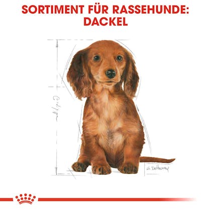 RC-BHN-Puppy-Dachshund-Trockennahrung_Sortiment_DE