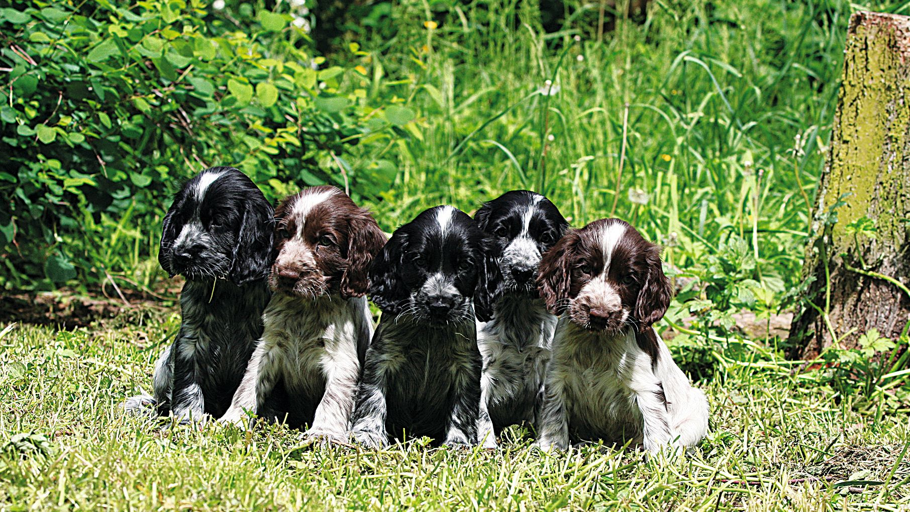 Vijf Engelse Cocker Spaniël-puppy's zitten op een rij in een tuin