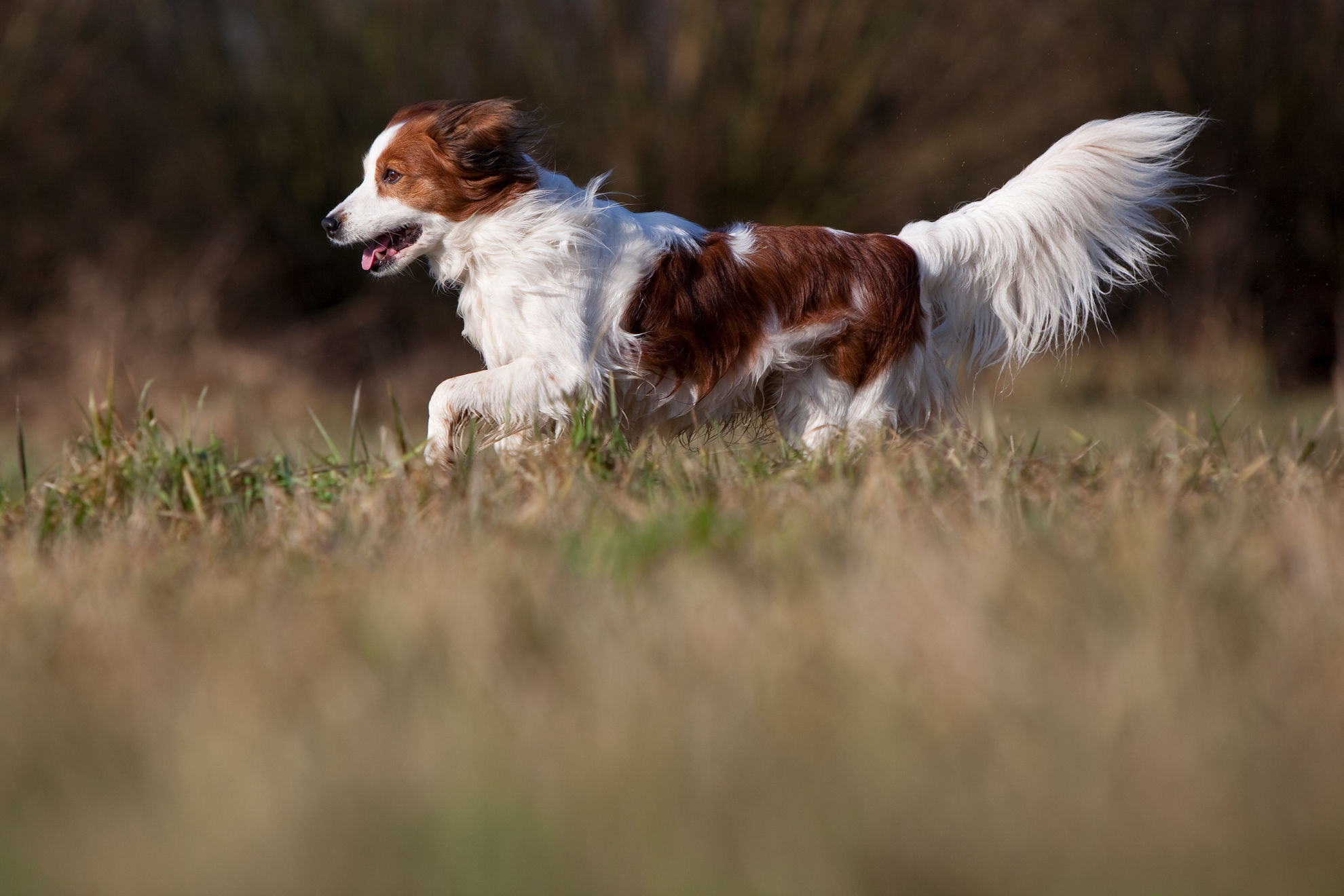 Первая вязка собаки: подготовка, как происходит? | Royal Canin