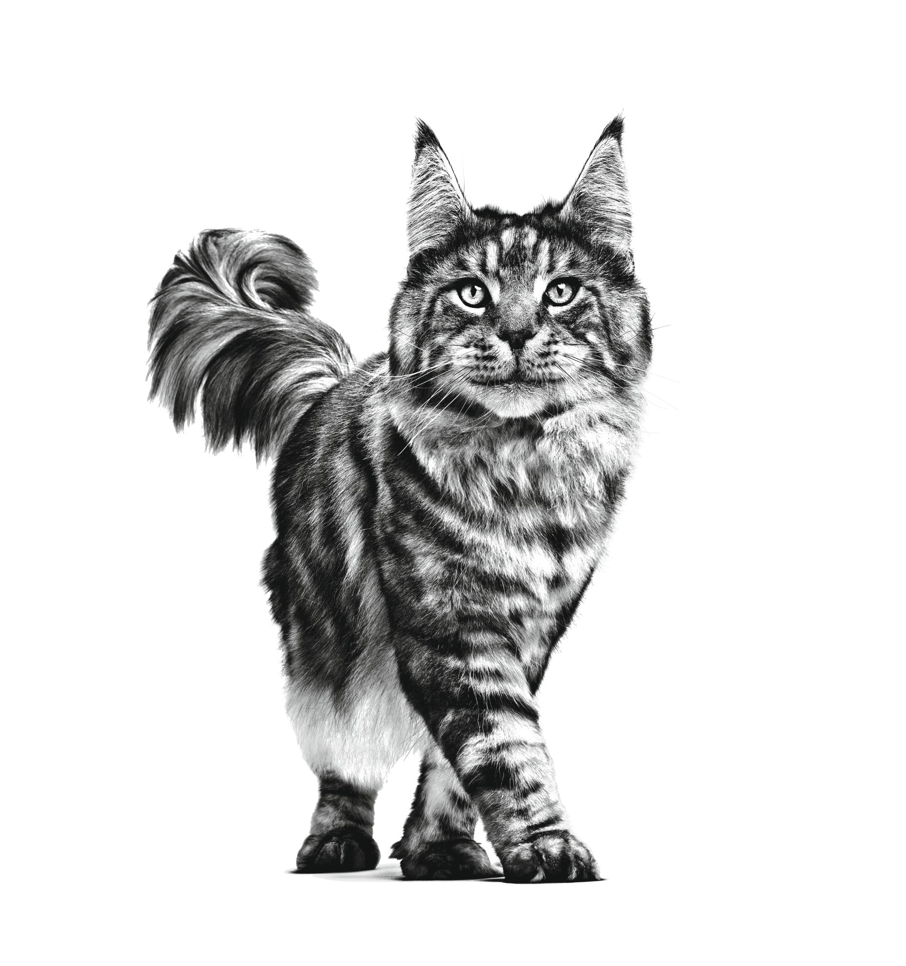 Royal canin selected shop protein pr feline