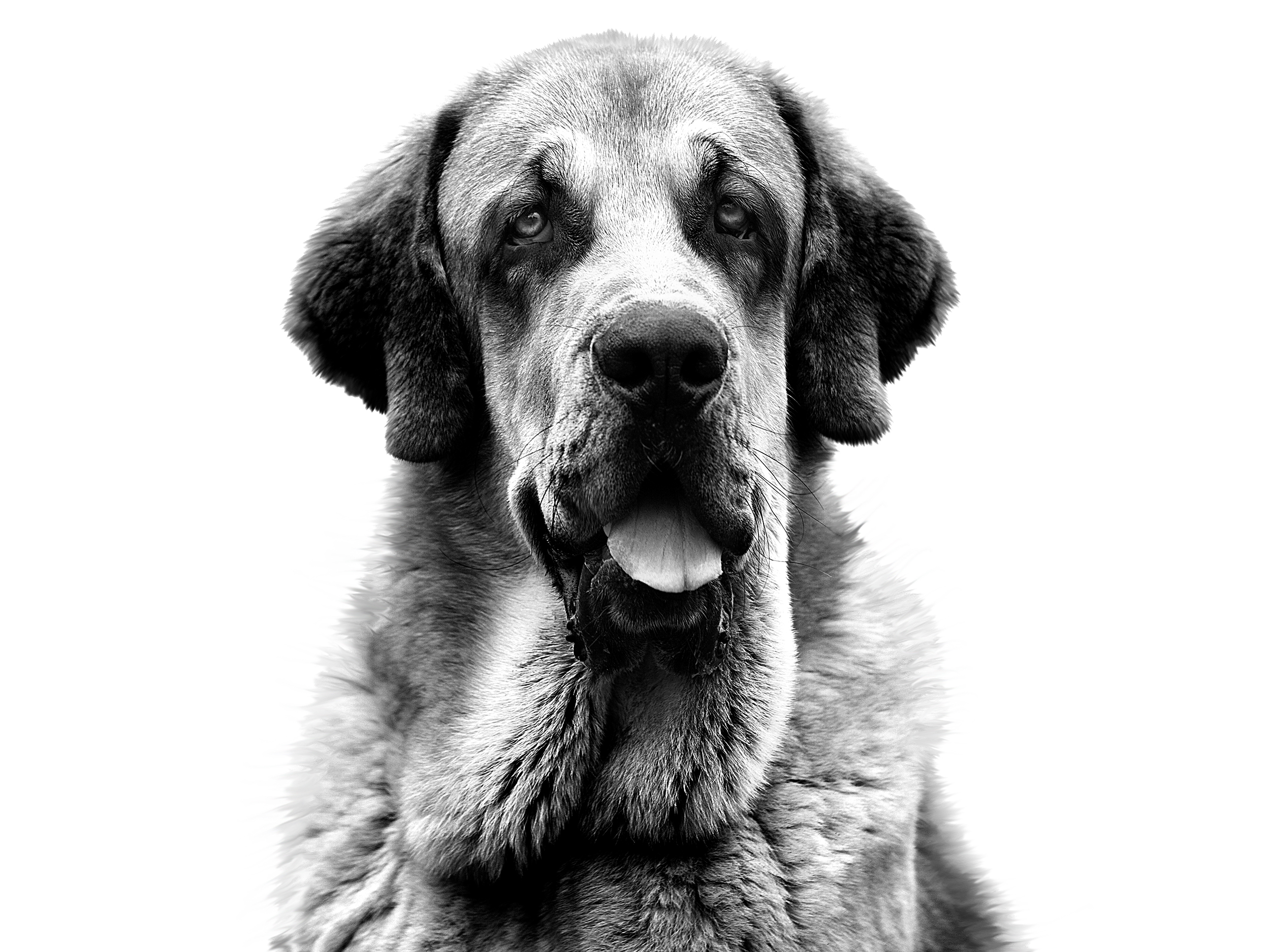 black and white Spanish Mastiff adult