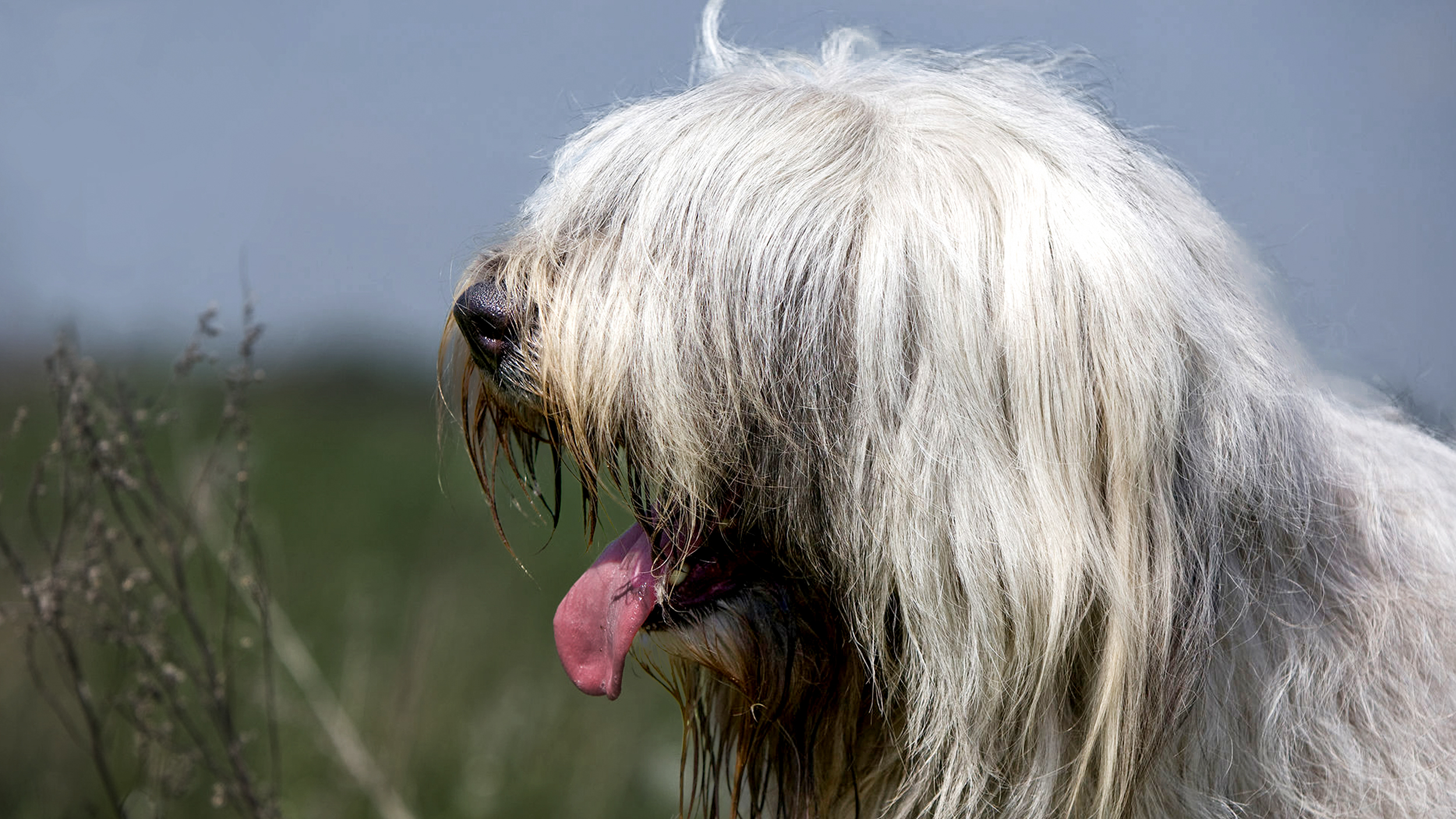 Adult South Russian Ovcharka sitting in a field. 