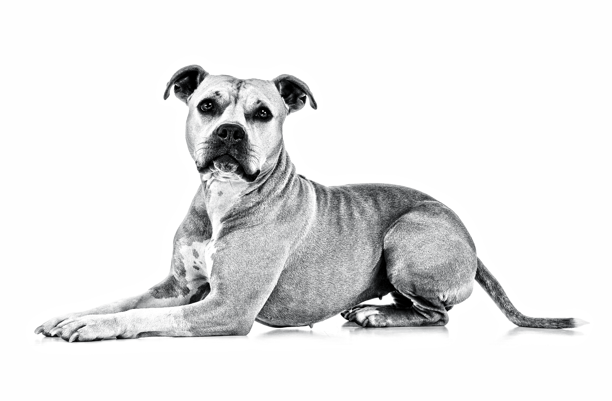 Palace hug Best American Staffordshire Terrier | Royal Canin