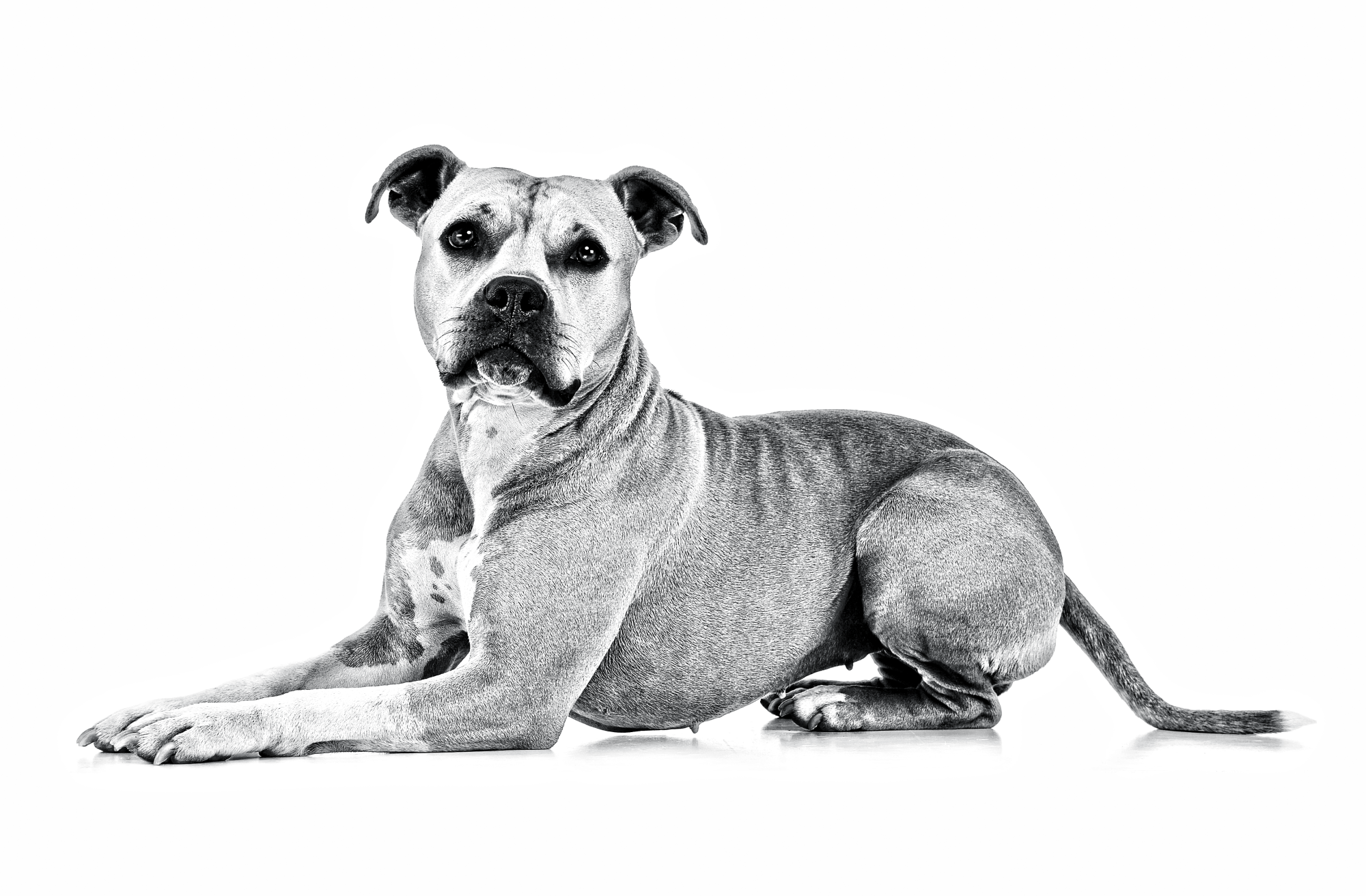 Royal canin hotsell staffordshire terrier