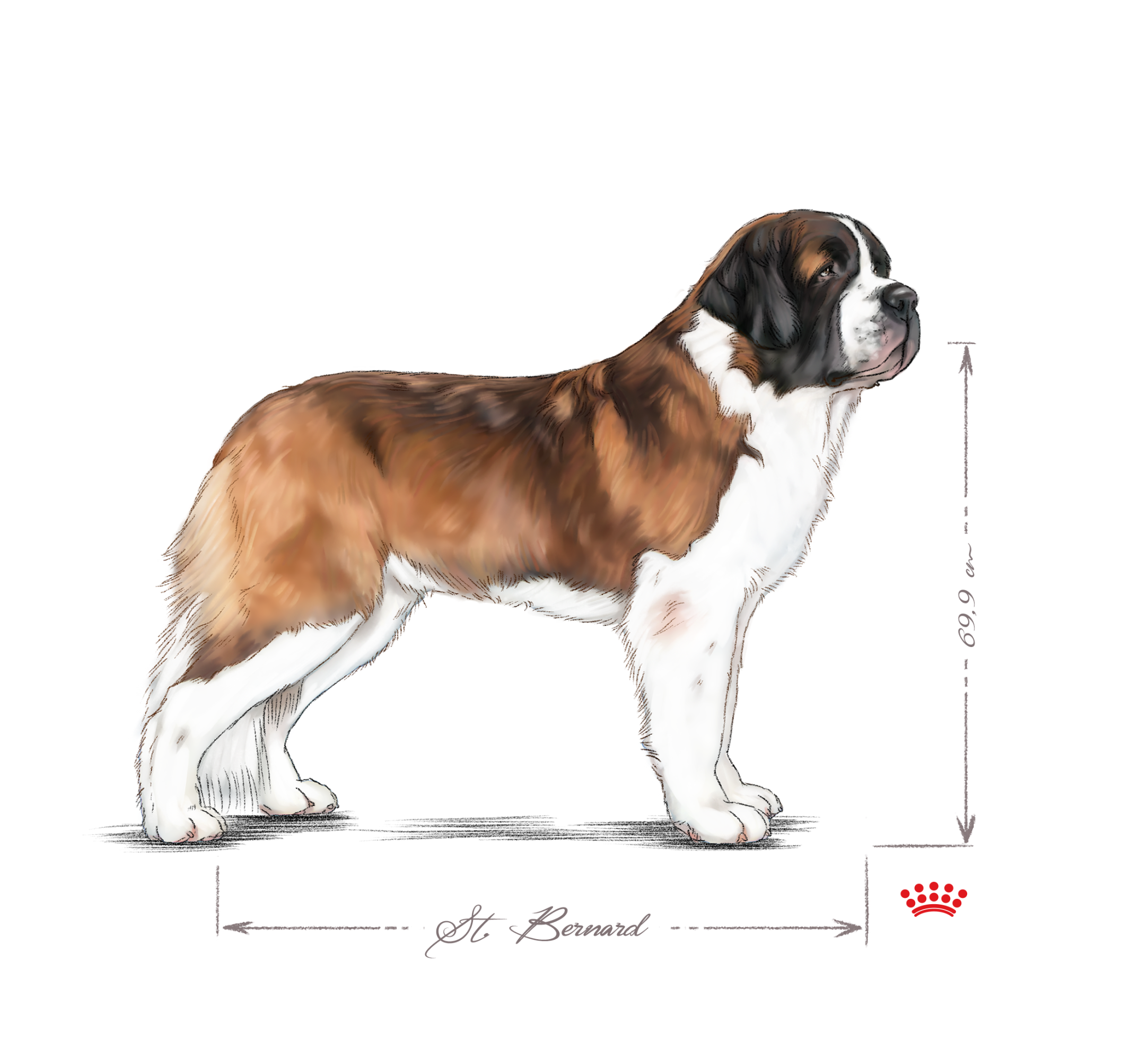 Saint-bernard adulte