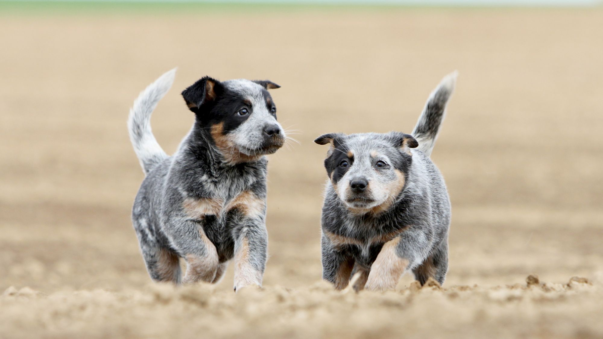 australian stumpy tail cattle dog is a mixed breed