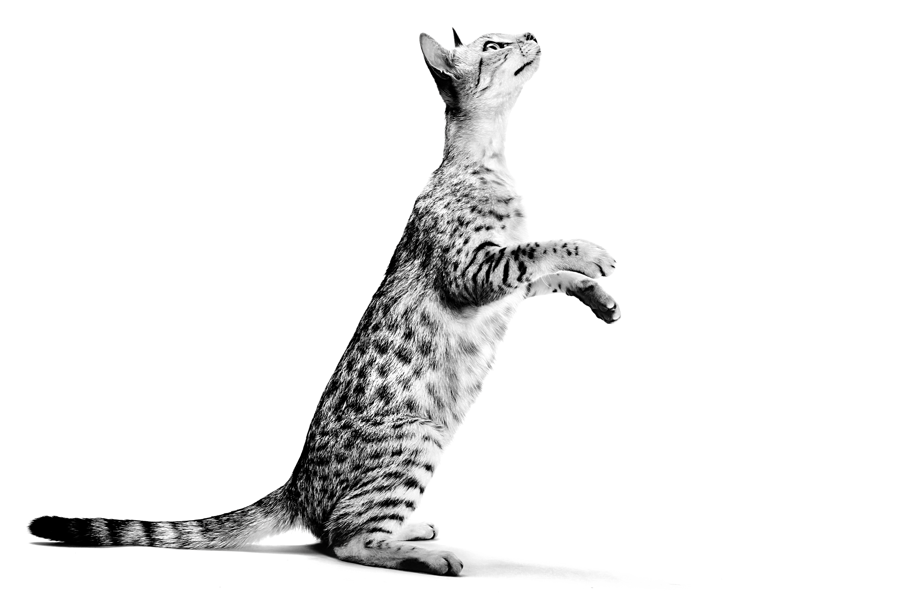 Egyptian Mau