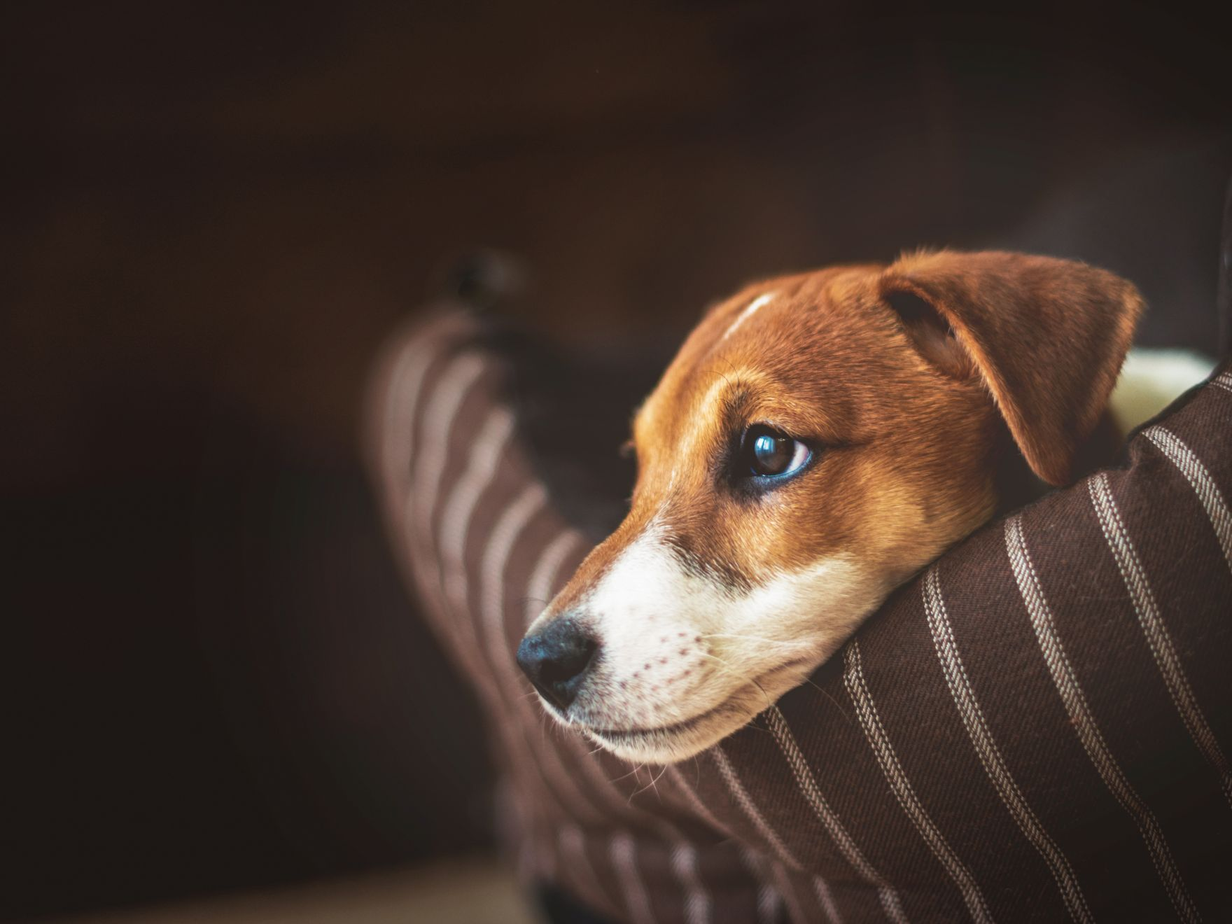 Jack Russel puppy lying on a coach