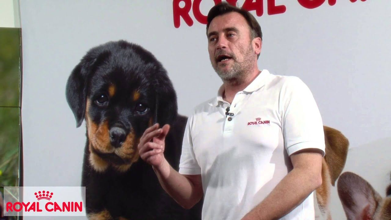 Cómo evitar el miedo del perro a los petardos - Educación canina Royal Canin