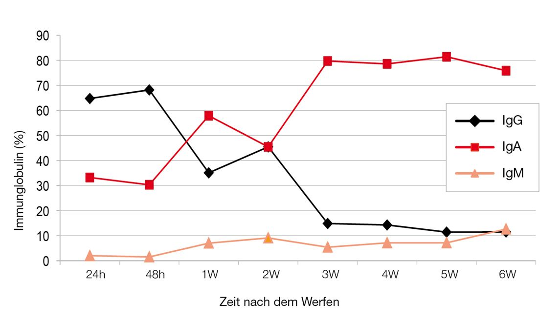 Abbildung 1. Immunglobulinkonzentrationen im Kolostrum und in der Milch. Die IgG-, IgA- und IgM-Werte wurden aus den Mammarsekreten von sechs Rottweilerhündinnen ermittelt