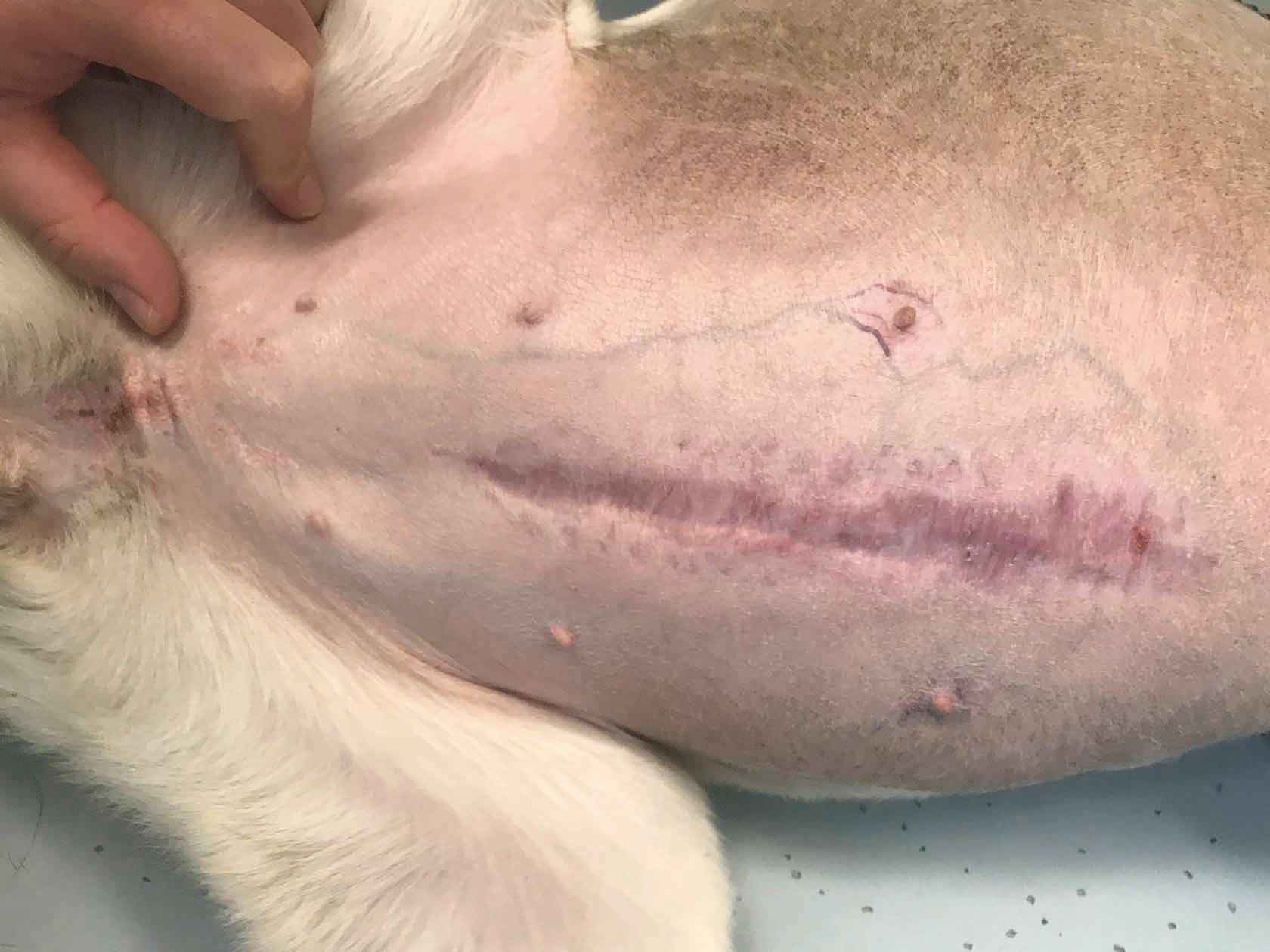 The abdomen of a dog with Cushings disease. Note the thin skin with superficial blood.