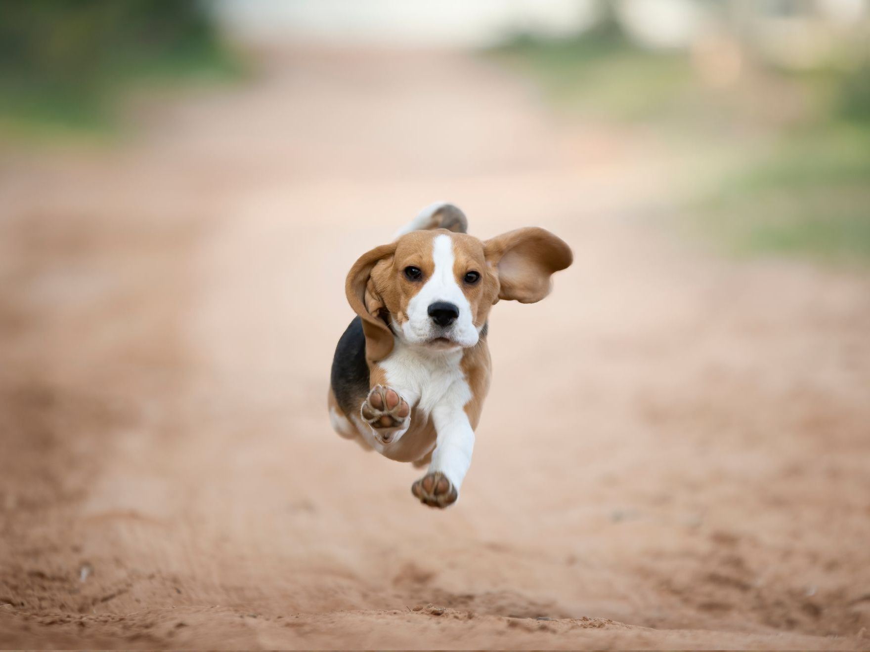 Beagle puppy running in the backyard