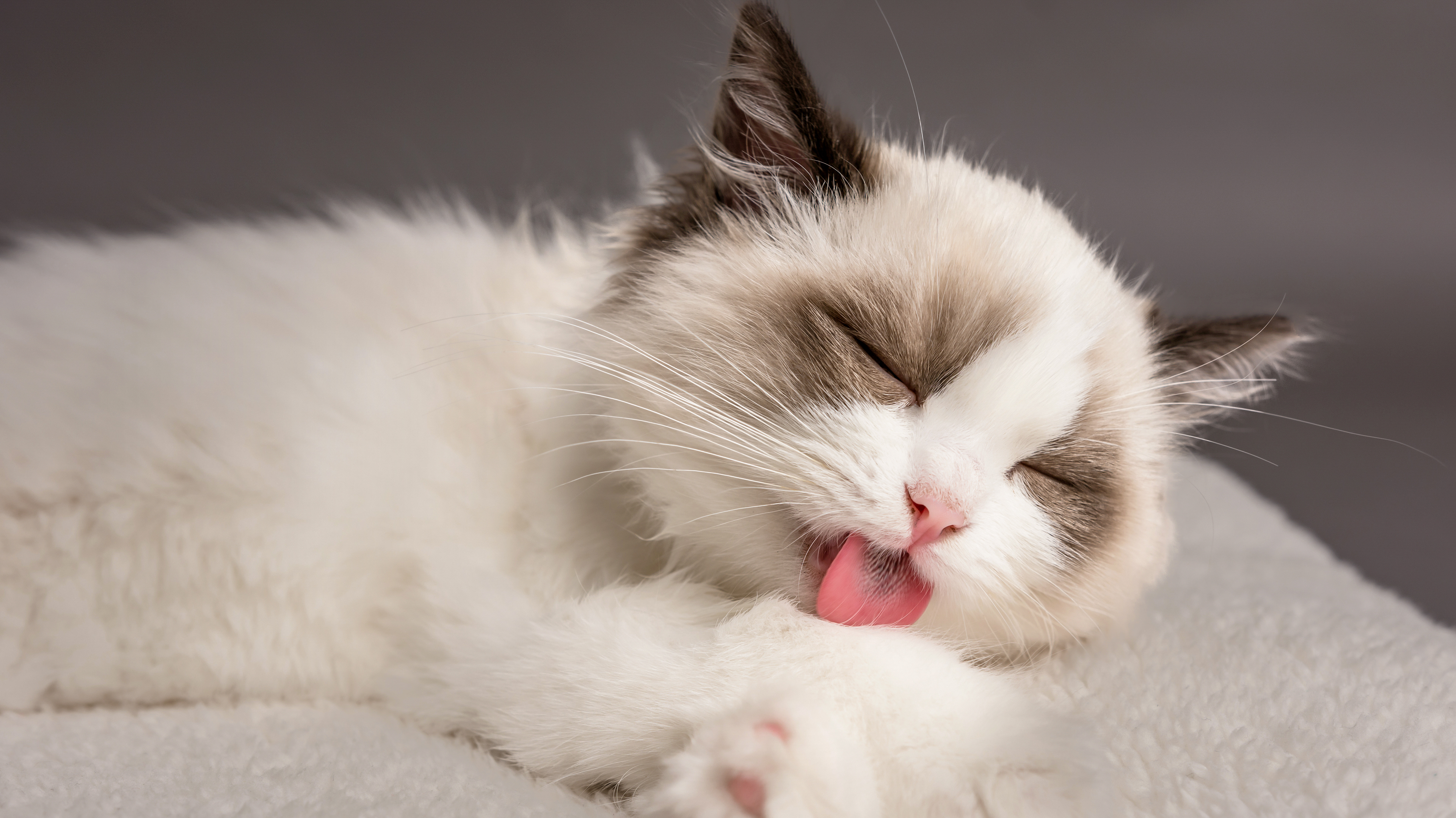 Ragdoll kitten lying on a white blanket licking its paw