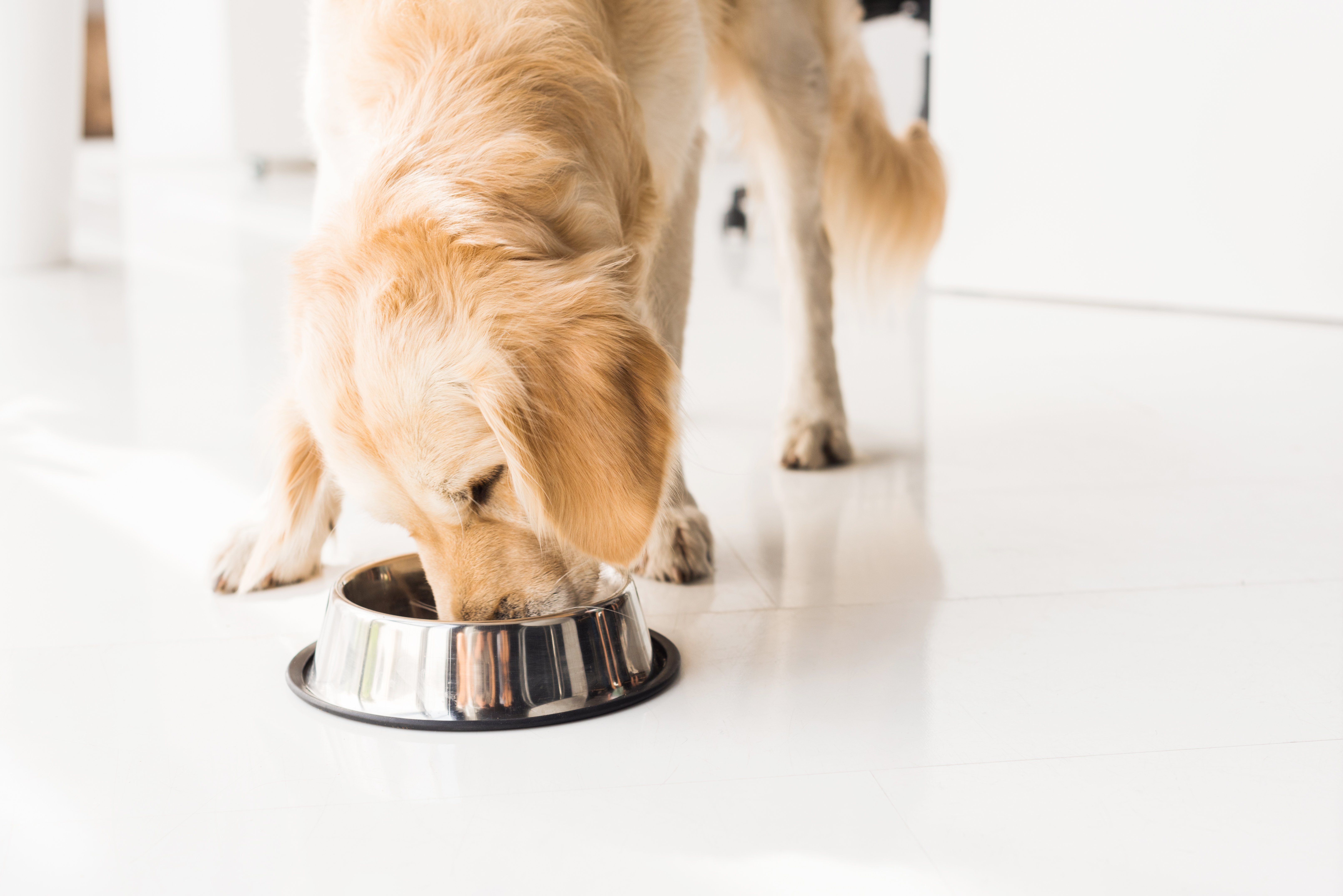How to transition your puppy to adult dog food