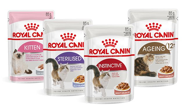 Black and white bengal cat sitting 