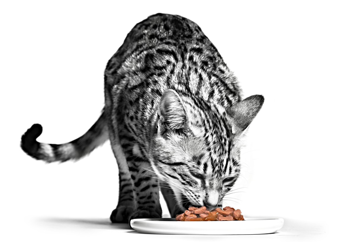 ROYAL CANIN® SENSORY multipack natvoeding