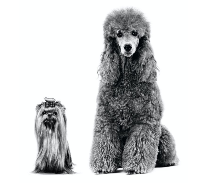 Poodle and Yorkshire Terrier adults sitting in black and white on a white background