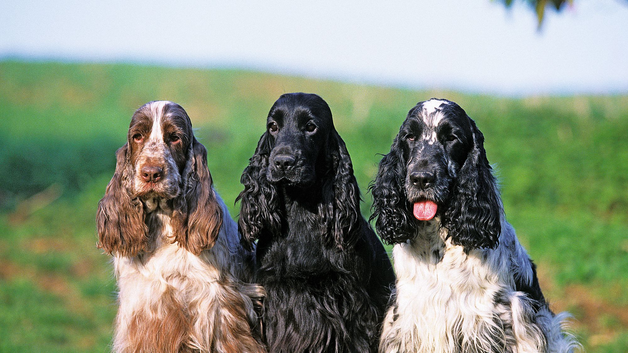 Trio of English Cocker Spaniels peering over a wall
