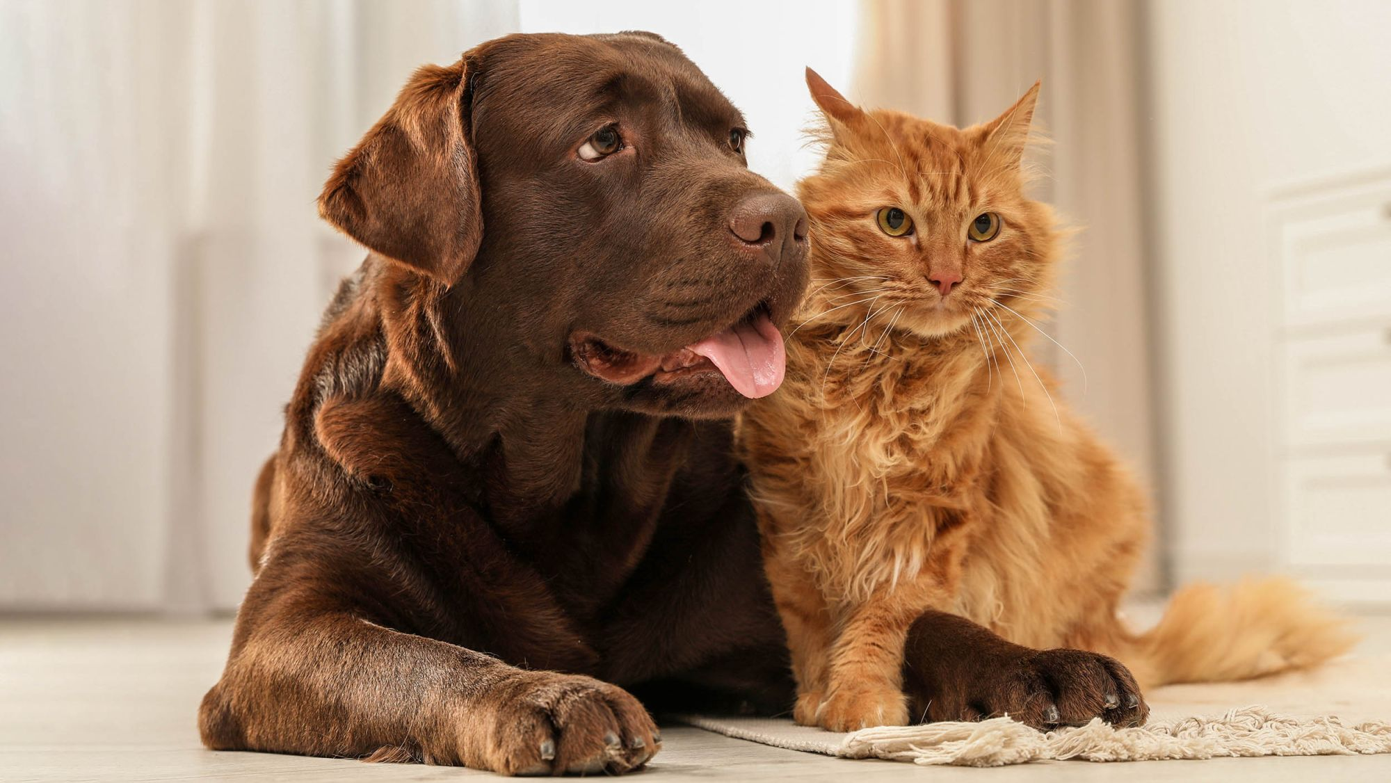 Erwachsener brauner Labrador Retriever und rote Katze liegen im Innenbereich auf einem weißen Teppich