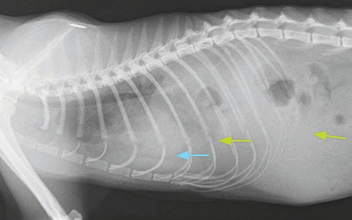 Left lateral radiograph of a cat showing loss of the normal diaphragmatic line
