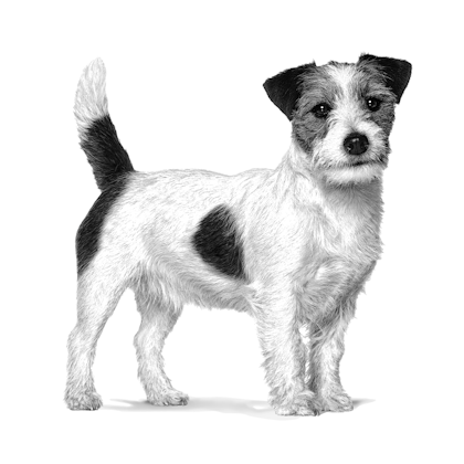 Royal canin small outlet dog mature