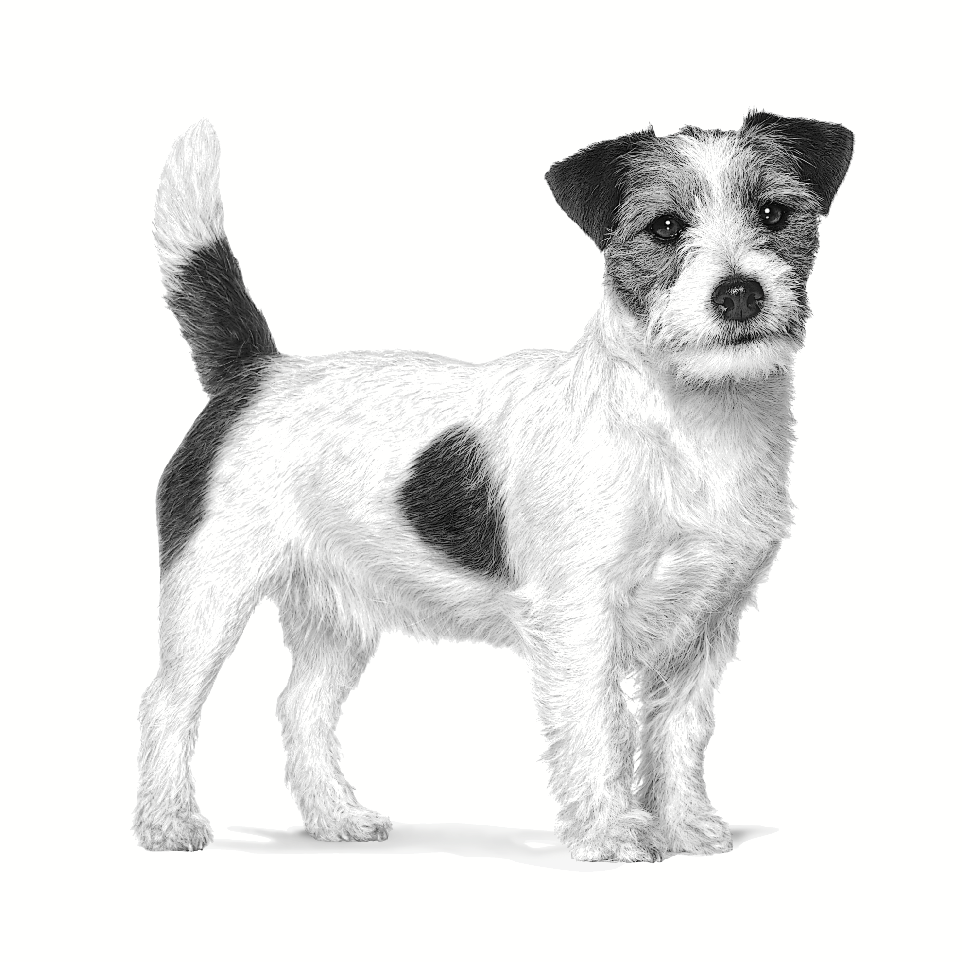 อาหารสุนัขพันธุ์เล็ก ประกอบการรักษาโรคผิวหนัง ชนิดเม็ด (SKIN CARE SMALL DOG)