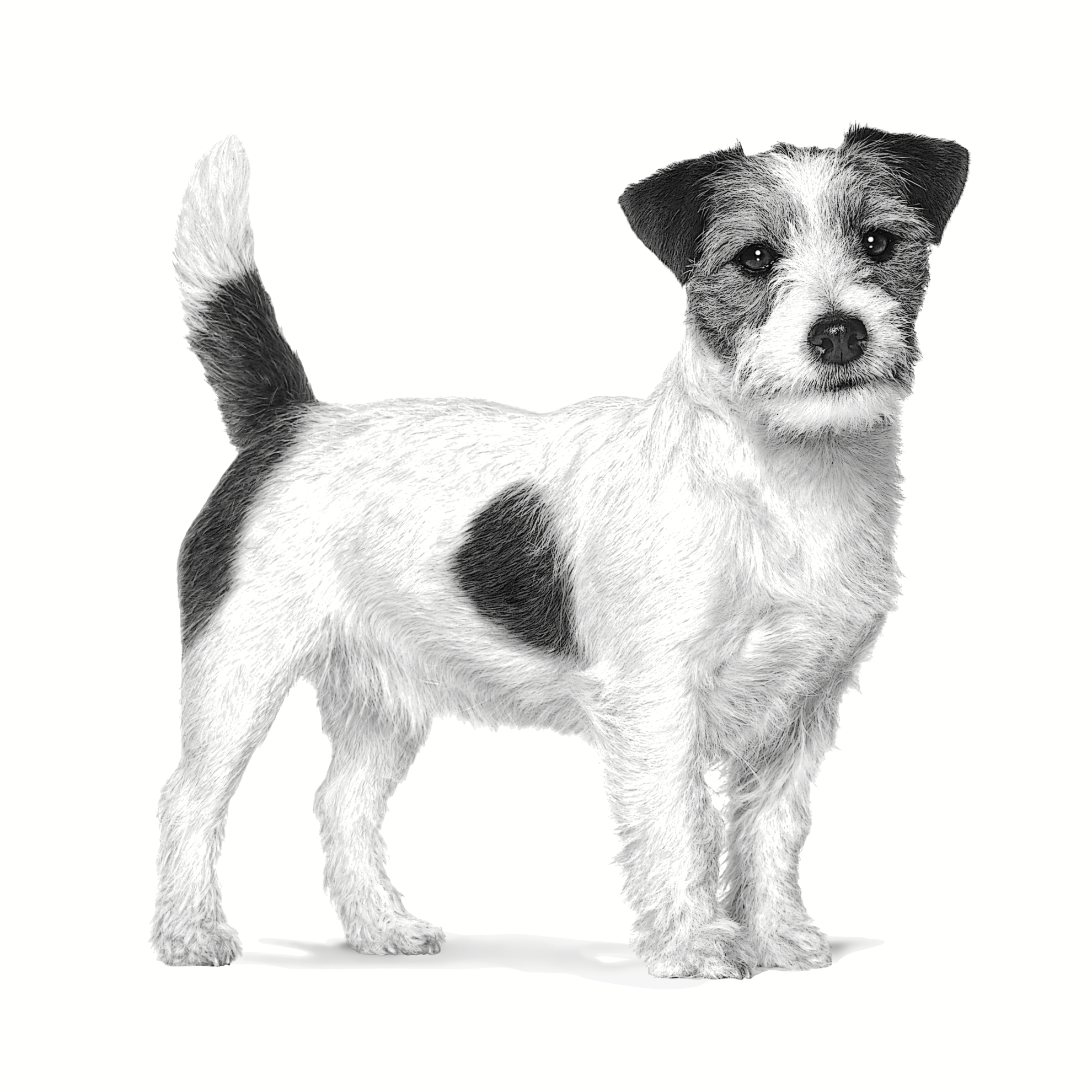 Health Adult Small dog