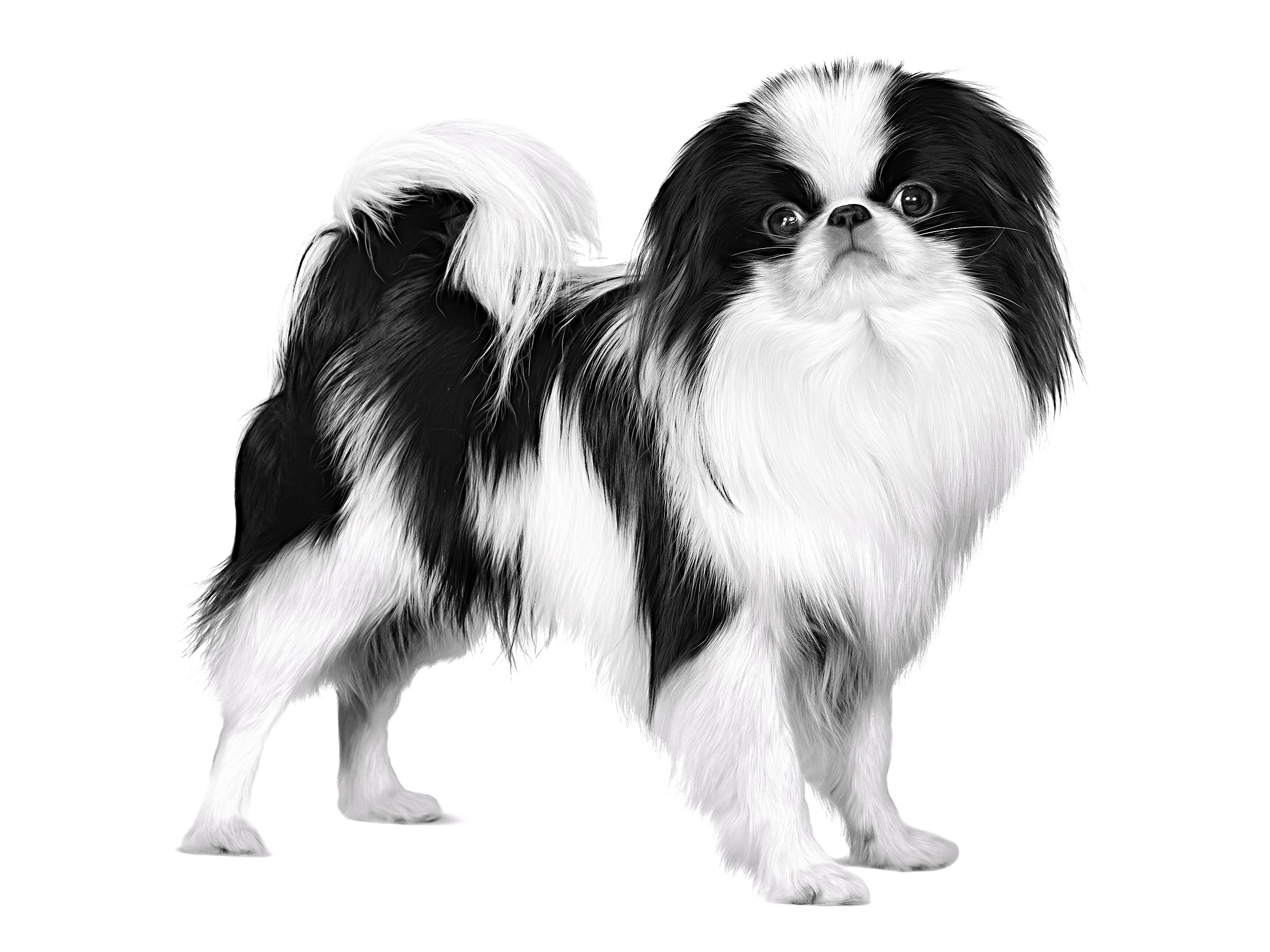 Japanese Chin adult black and white