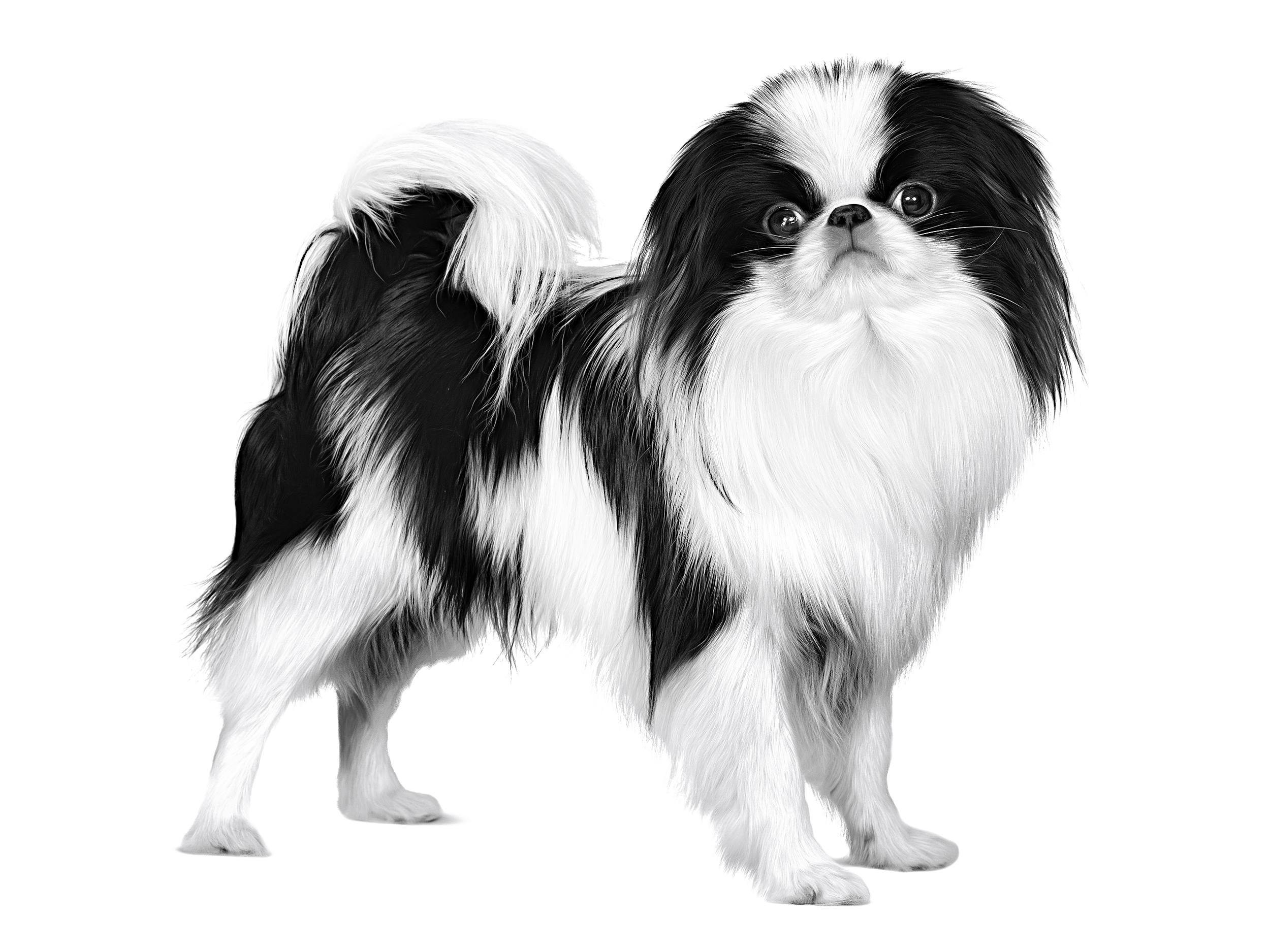 can japanese chin be white