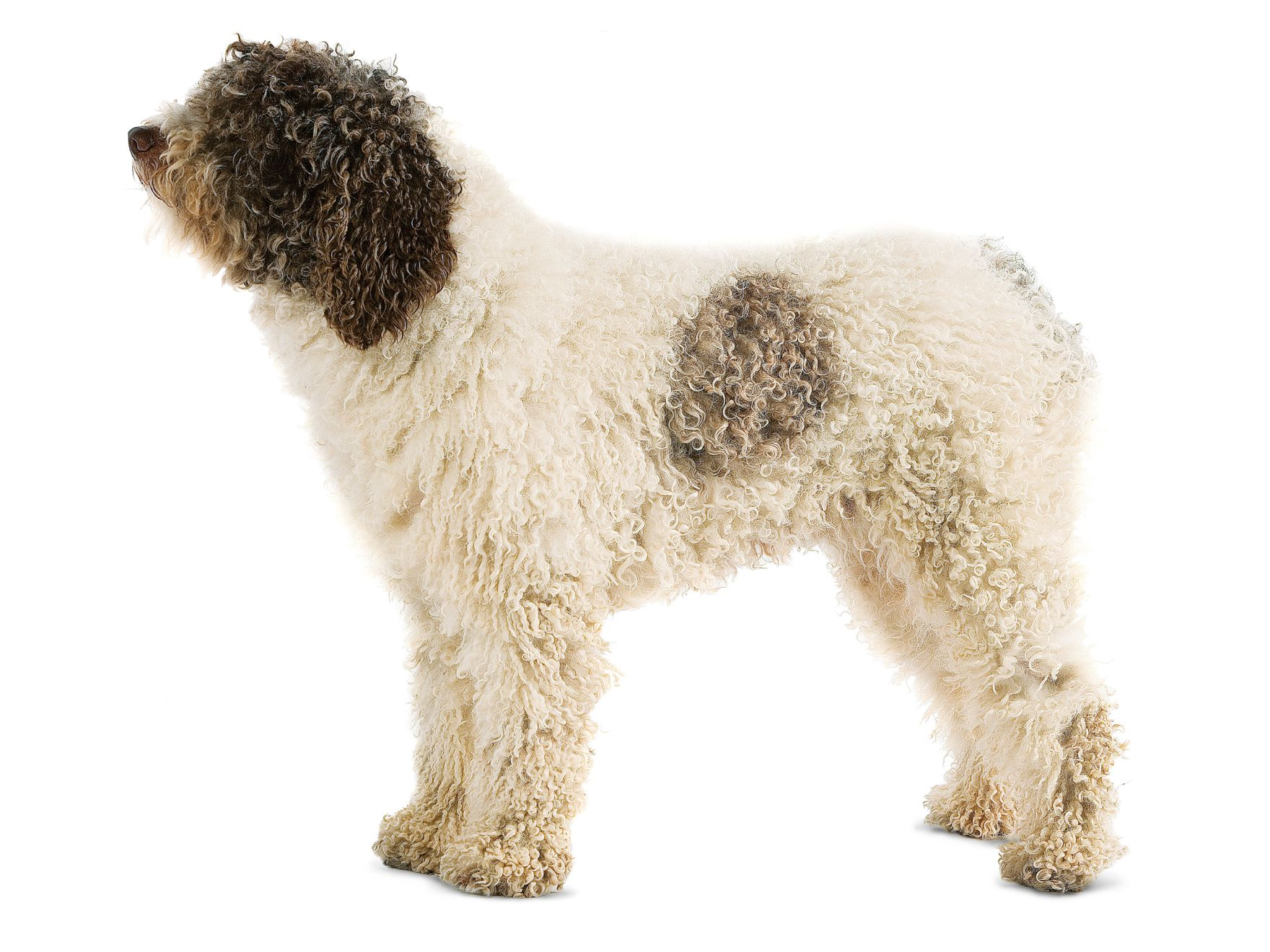 Spanish Water Dog adult in black and white