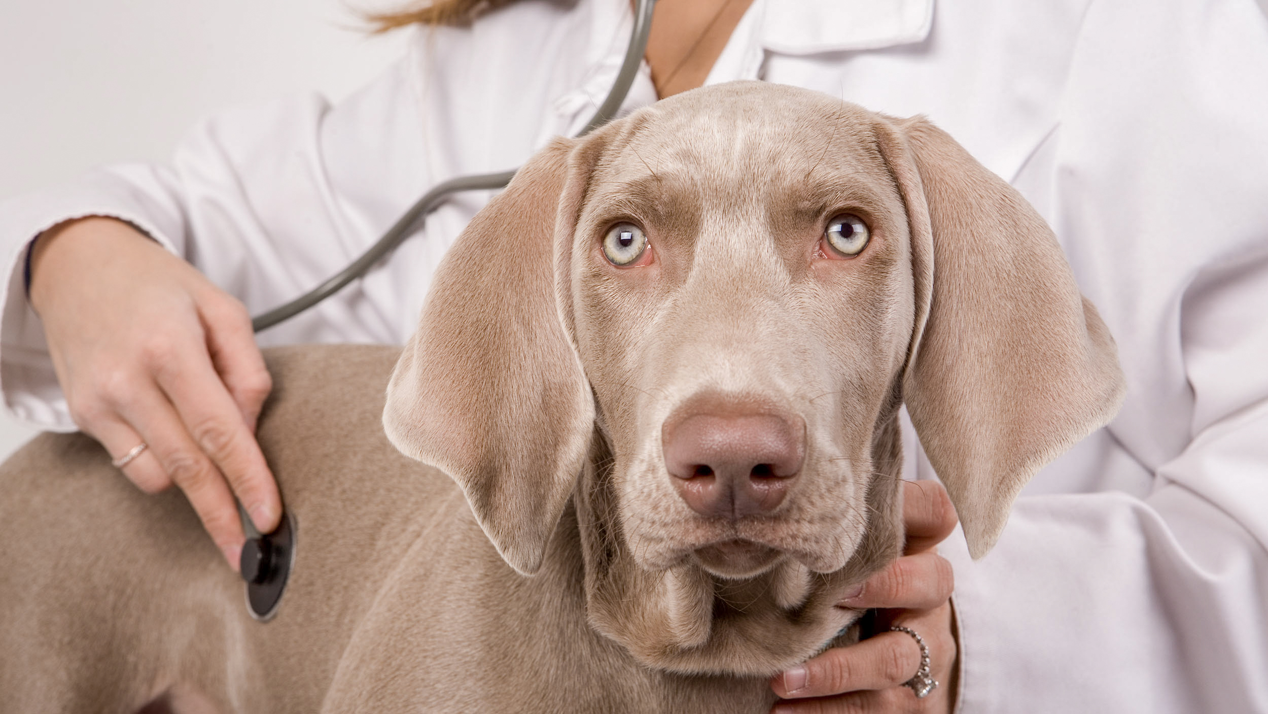 Cucciolo di Weimaraner in piedi che viene visitato in un ambulatorio veterinario.