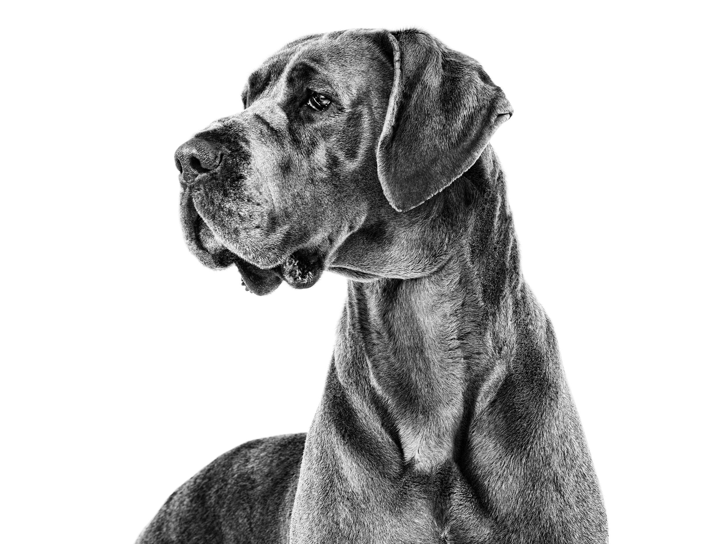 Great Dane Royal Canin