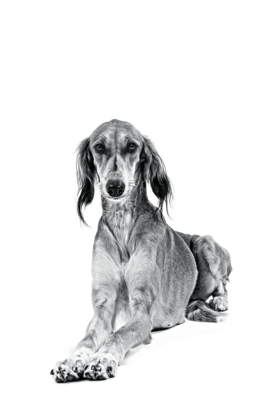 Saluki lying down towards camera in black and white