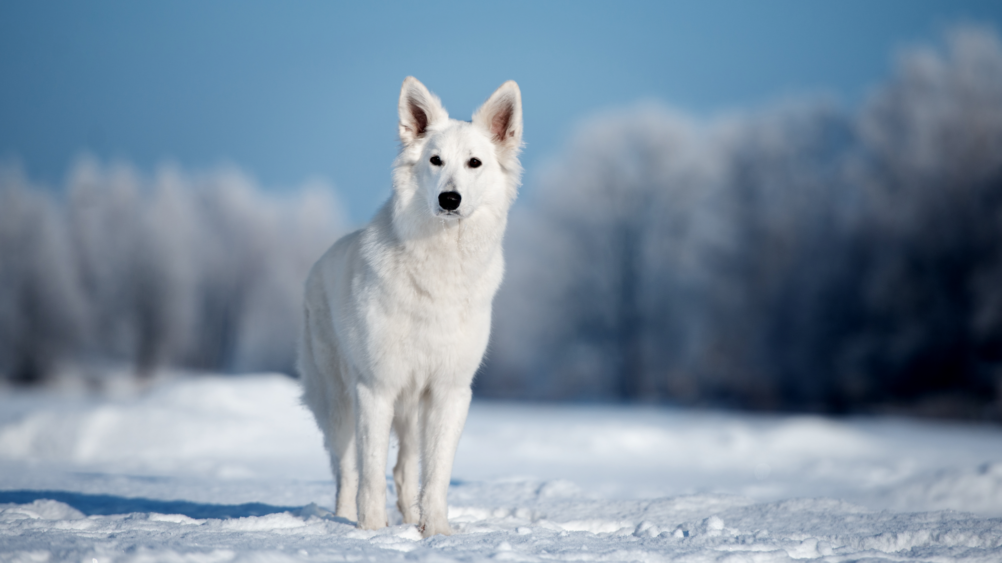 White Swiss Shepherd Dog walking across snowy field