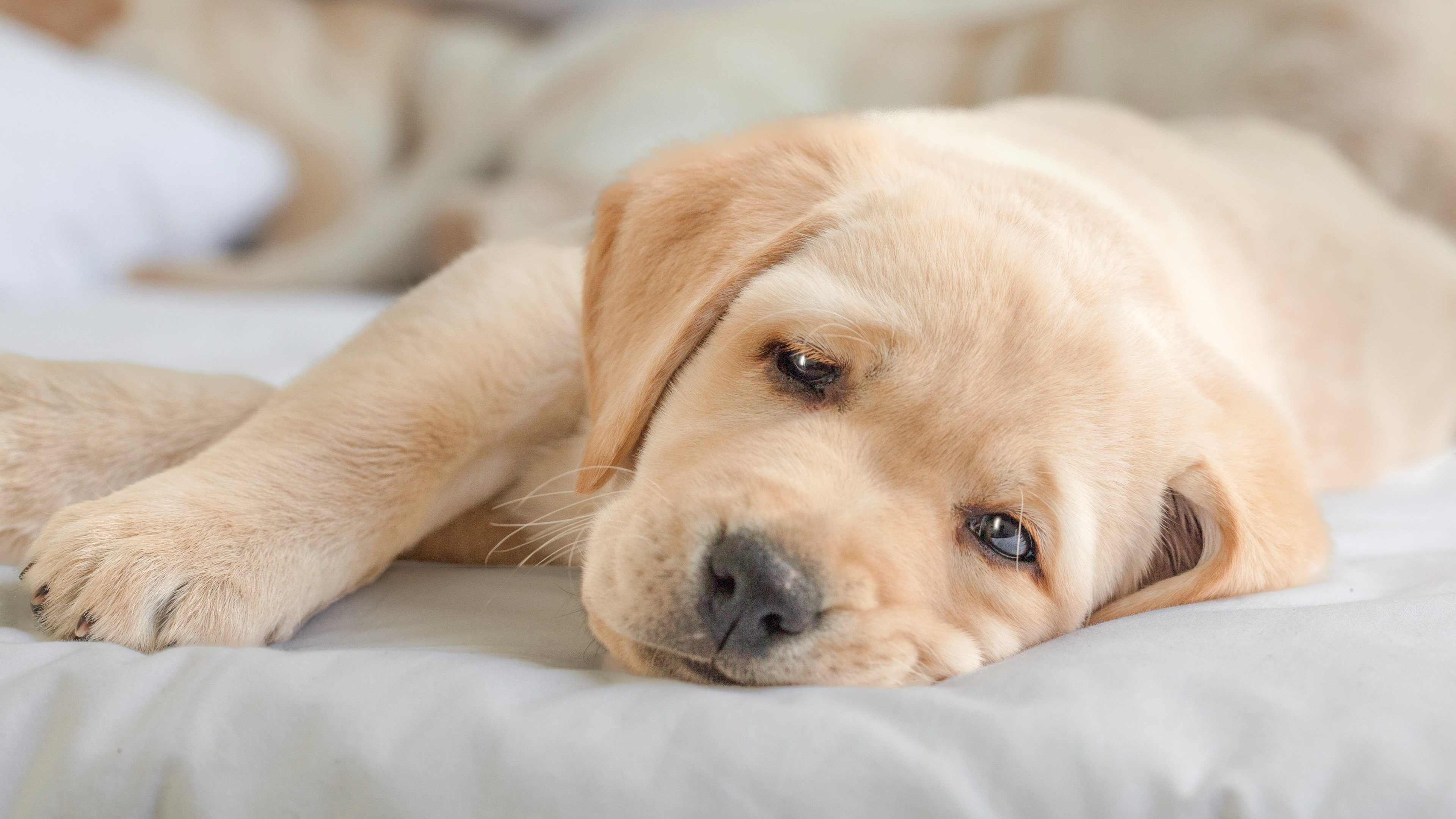 Labrador Retriever puppy lying down on a white sheet