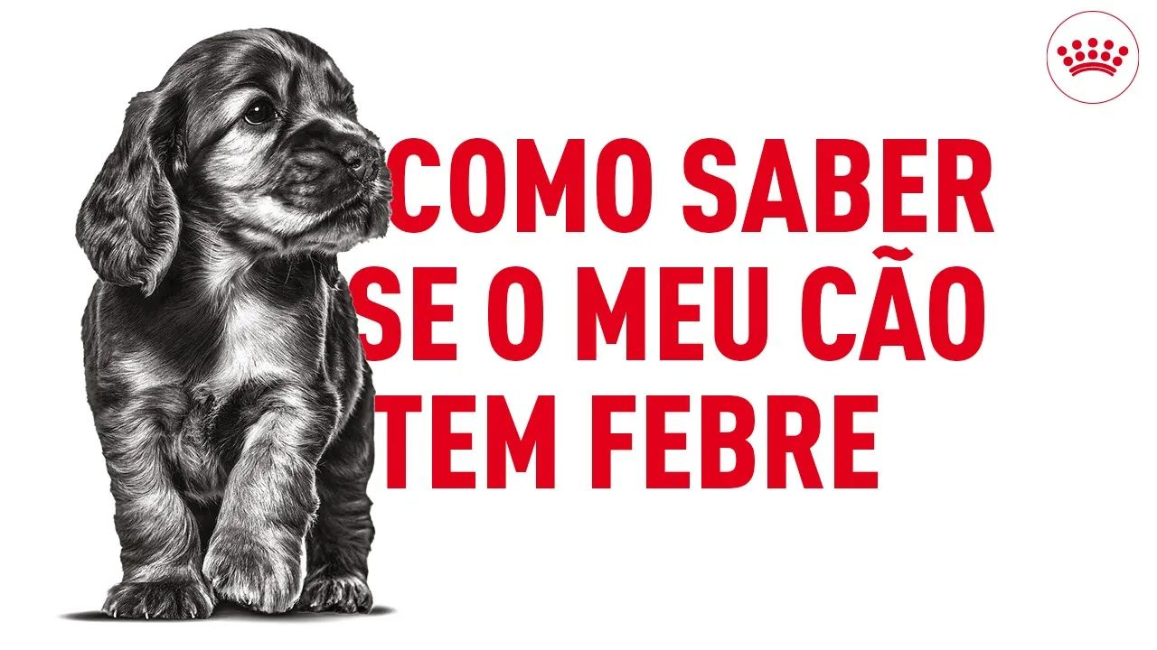 Como saber se o meu cão tem febre: sintomas e tratamento