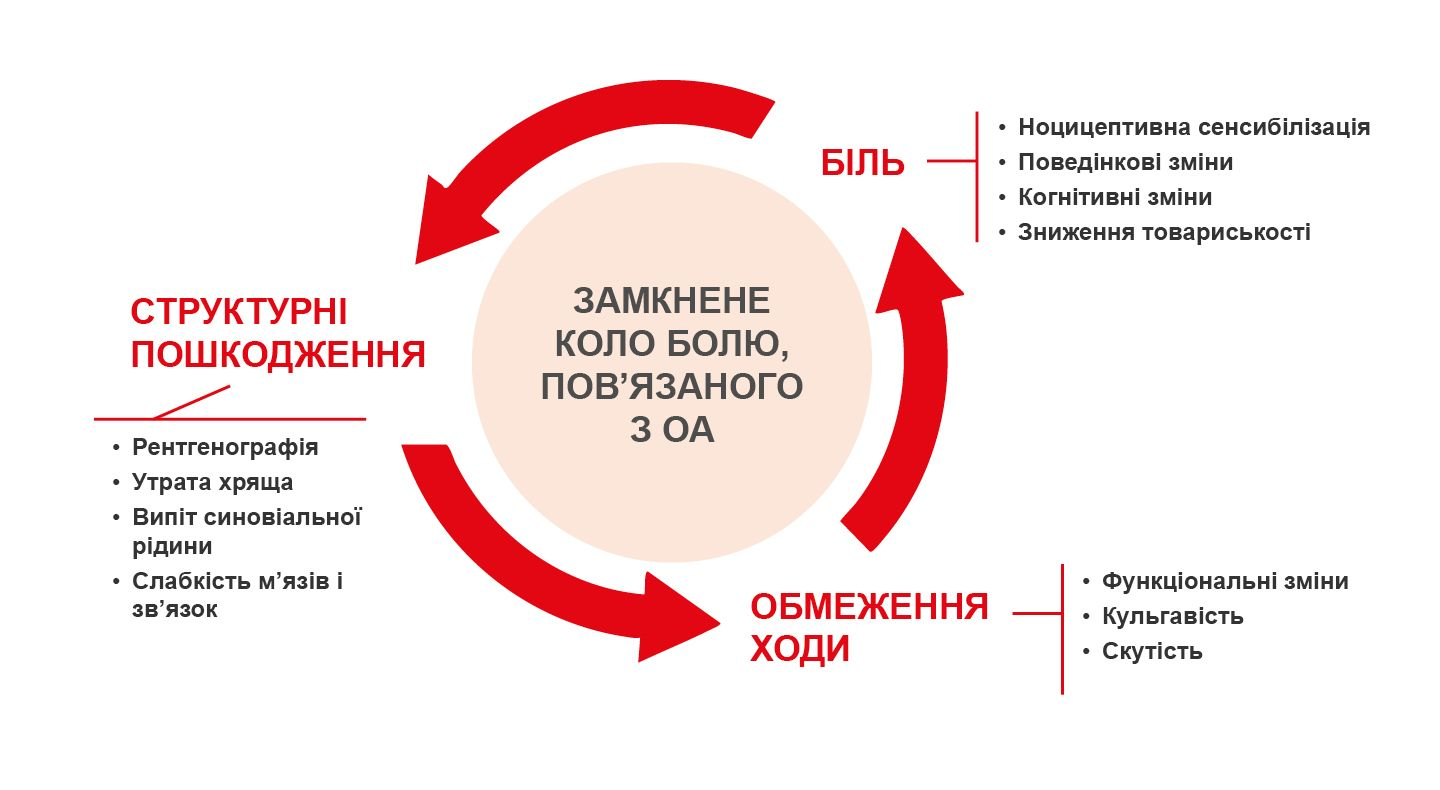 Рис.2. При остеоартриті виникає замкнене коло болю унаслідок зниження рухливості збільшується слабкість мязів і звязок