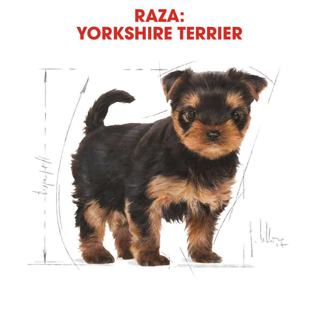 Yorkshire Terrier Puppy