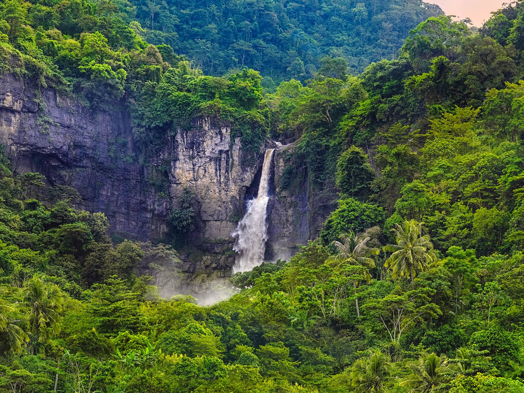 Selva tropical exuberante y verde