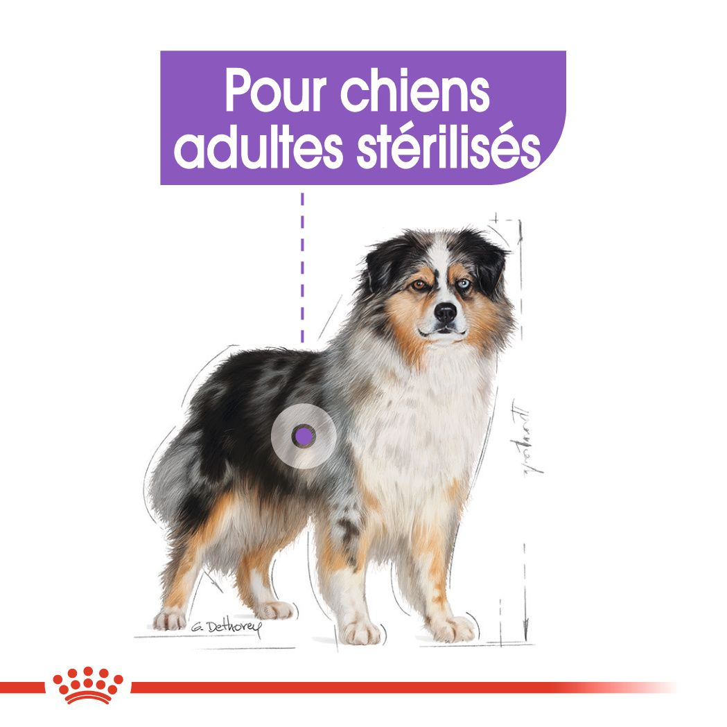 Croquettes pour chiens stérilisés de +25 kg, Boutique Royal Canin