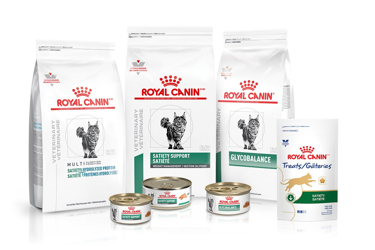 royal canin obesity management cat food