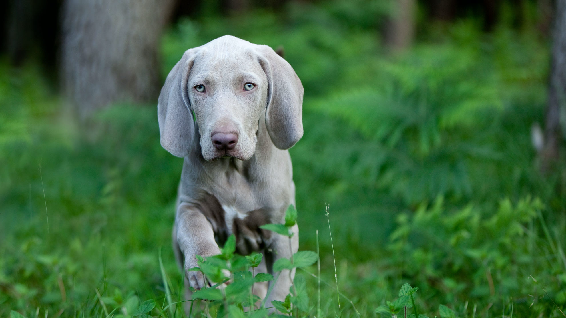 森の中を歩くワイマラナーの子犬