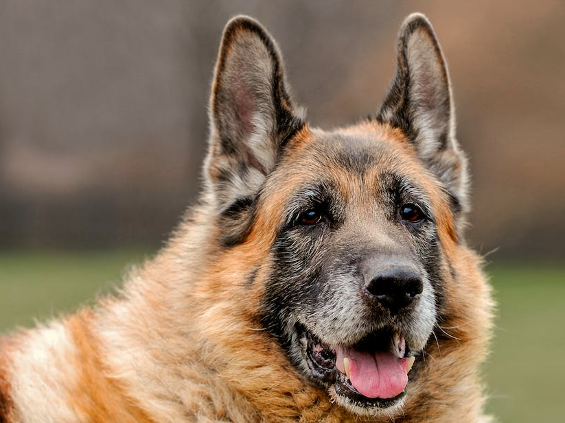 Ouder wordende Duitse Dog staat buiten in een veld.
