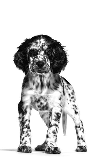 English Setter Puppy standing in black and white on a white background